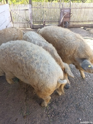 Vand porci magalita pt sacrificat 