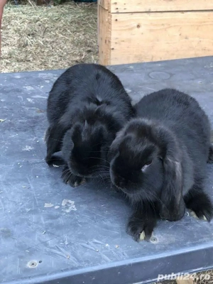 femelute berbec german 