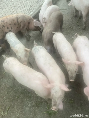 Grăsuni de vânzare - imagine 5 Grăsuni de vânzare - imagine 5