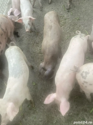 Grăsuni de vânzare - imagine 2 Grăsuni de vânzare - imagine 2