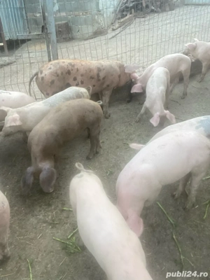 Grăsuni de vânzare - imagine 4 Grăsuni de vânzare - imagine 4