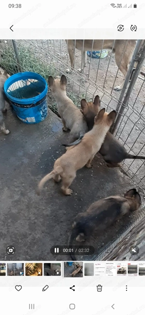 5 căteluși malunois belgian