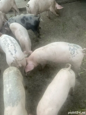 Grăsuni de vânzare - imagine 3 Grăsuni de vânzare - imagine 3