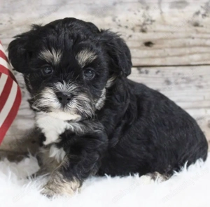 Baietel Bichon havanez mini