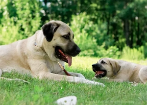 Căței Kangal disponibili imediat 