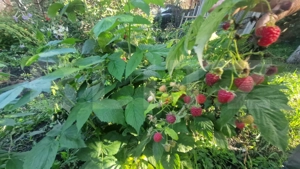 Casă 70 mp, 3 camere , bucatarie,  baie , teren 1270 mp, Prejmer  - imagine 9