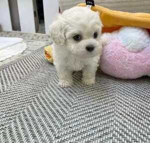 Puiuti Bichon maltez
