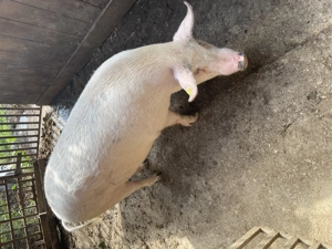 Vând porc de Crăciun - imagine 2