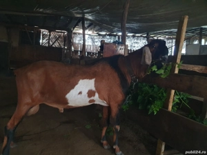 caut familie la 80 capre