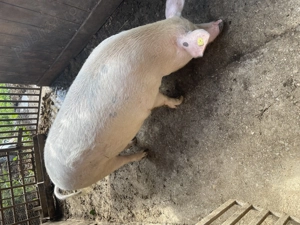 Vând porc de Crăciun - imagine 3