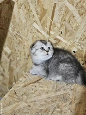 Scottish fold - imagine 4