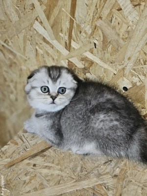 Scottish fold - imagine 3
