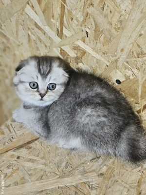 Scottish fold - imagine 2