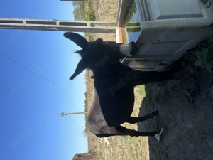 Vând măgar de un an