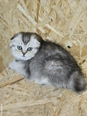 Scottish  fold chinchilla - imagine 3