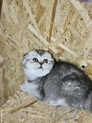 Scottish  fold chinchilla - imagine 4