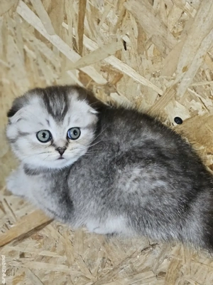 Scottish  fold chinchilla