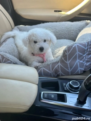 bichon maltez