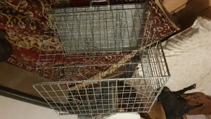 Pui pittbull cauta casa - imagine 2