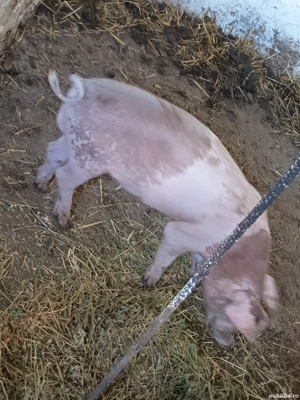 purceluși de vanzare  - imagine 5