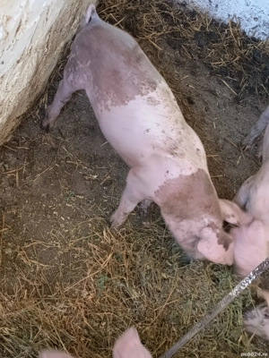 purceluși de vanzare  - imagine 4