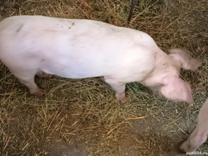 purceluși de vanzare 