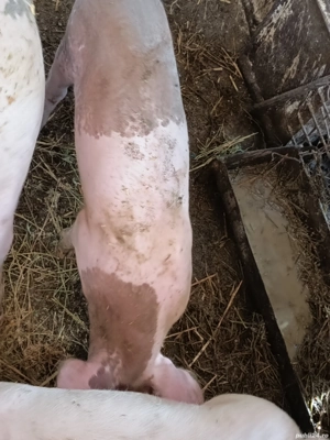 purceluși de vanzare  - imagine 2