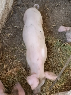 purceluși de vanzare  - imagine 3