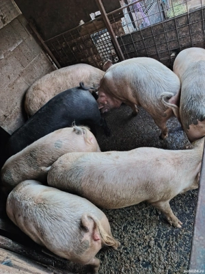 Porci grasi - imagine 3