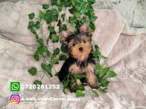 Vand baietel Yorkshire terrier mini