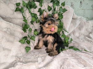 Vand baietel Yorkshire terrier mini - imagine 2