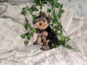 Vand baietel Yorkshire terrier mini - imagine 5