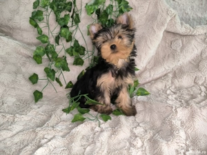 Vand baietel Yorkshire terrier mini - imagine 4