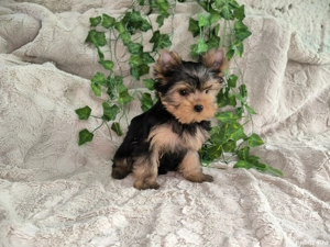 Vand baietel Yorkshire terrier mini - imagine 3
