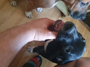 Pui pittbull cauta casa