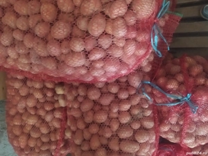 cartofi pentru animale 