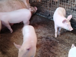 Vând purcei rasa pic