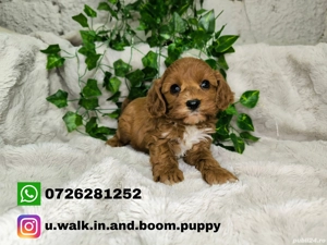 Vand baietel Cavapoo F1