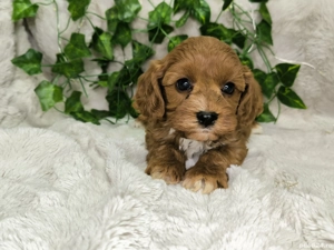 Vand baietel Cavapoo F1 - imagine 3