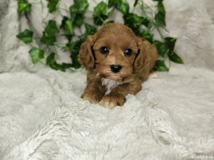 Vand baietel Cavapoo F1 - imagine 2