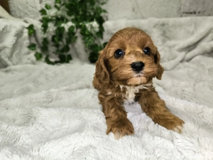 Vand baietel Cavapoo F1 - imagine 5