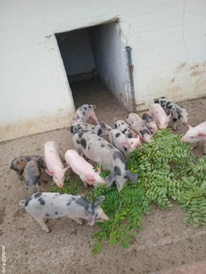 purcei de vanzare braila!