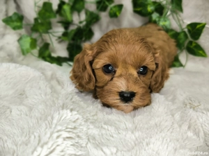 Vand baietel Cavapoo F1 - imagine 4