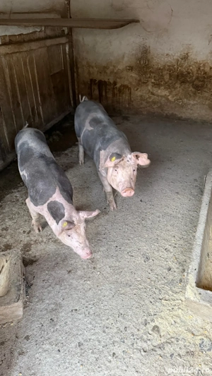 vand porci  - imagine 5