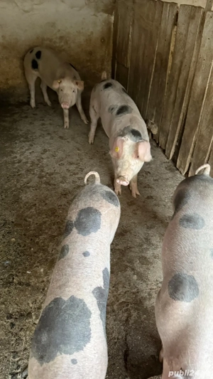 vand porci  - imagine 2