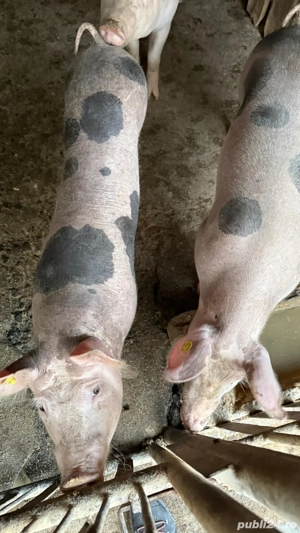 vand porci  - imagine 3