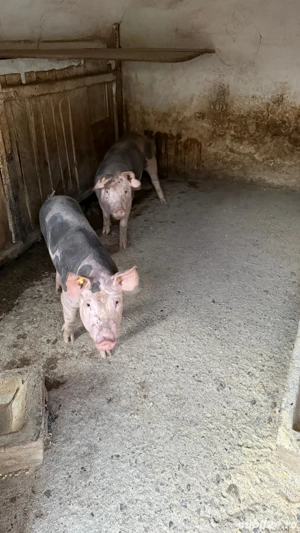 vand porci  - imagine 4