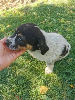 Donez 2 căței de 7 săptămâni talie mica!  - imagine 3