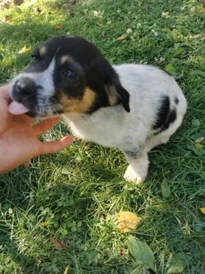 Donez 2 căței de 7 săptămâni talie mica!  - imagine 4