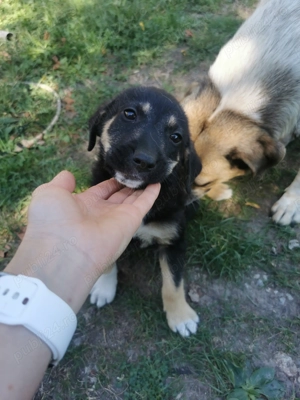 Donez 2 căței de 7 săptămâni talie mica!  - imagine 2